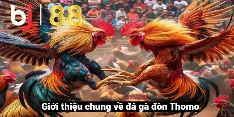 Giới thiệu đá gà đòn Thomo