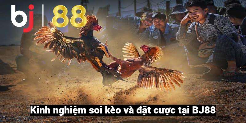Kinh nghiệm cược đá gà cựa dao BJ88