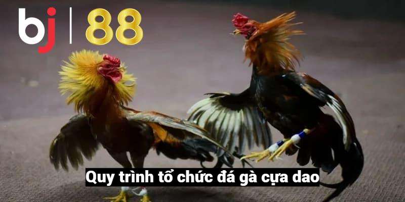 Quy trình tổ chức đá gà cựa dao